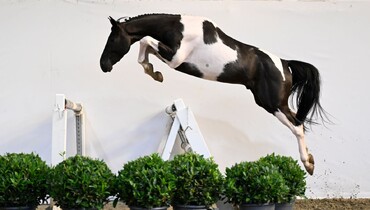 Eye Of The Breeder: Exceptional foals, youngsters and ridden horse are the rule!