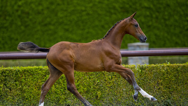 Trigon Foal Auction II; Outstanding foals with undeniably exclusive bloodlines!