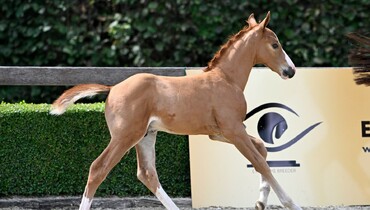 Sporting successes guaranteed with the collection of the online auction Eye Of The Breeder