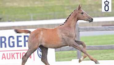Itot du Chateau sends his regards!