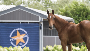 Exquisite collection of showjumping and dressage foals in online edition of Foal Auction Prinsjesdag