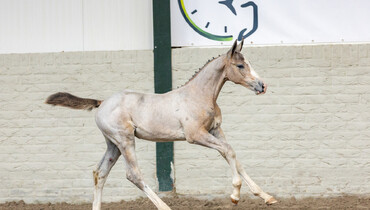Paardenveilingonline presents the last unique foal collection of 2023