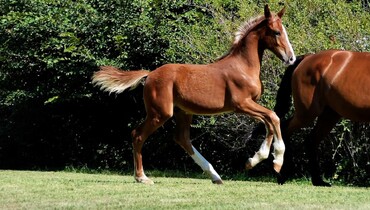 Elvo’s Foal Festival