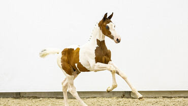 Foal Auction Prinsjesdag raises the bar with impressive collection