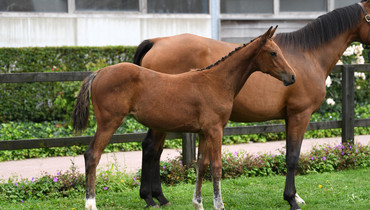 Quality Stud – End of business – Auction from September 24th to 26th