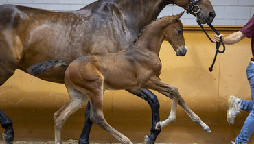 126 promising showjumping foals for sale in Limburg Foal Auction