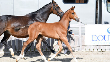 Announcing the Knokke Foal Auction - October 1 to 4 on Equinia.com