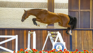Combined group of foals and three year old mares in Trigon Auction IV!