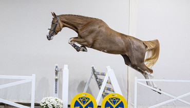 The Youngsters Auction launches 3- & 4-year-olds collection for Tuesday 10 October
