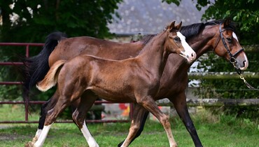 A sure value, in other words…. Haras de Brullemail Auction! - on Equinia.com from October 14th till 16th