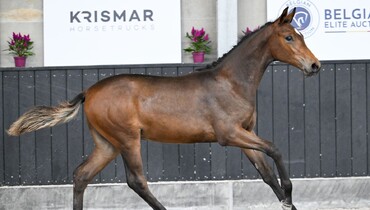 Belgian Elite Auction impresses with amazing October collection