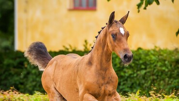 Exciting selections for SWB Elite Foal Showjumping Auction