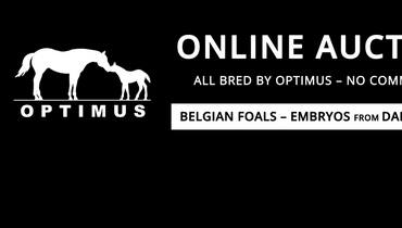 Sisters of Zanotelli’s CSI5* GP winner offered on Stal Optimus Auction
