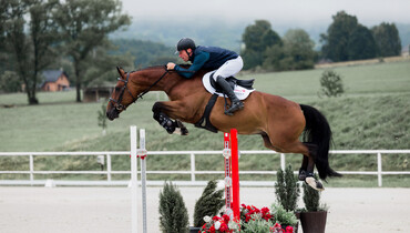 Equest Auction: Authentic Grand Prix prospects, jumpers for ambitious amateurs, as well as exclusive and rare embryos