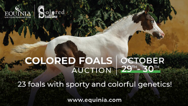 Equinia's Colored Foal Auction: October 29-30, 2023 - A colorful online showcase of special colored foals!