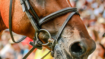 Feedback on the FEI tack rules: “Horse welfare cannot wait until the next revision”