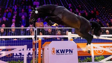 Lots of variety in November auction of Dutch Horse Trading