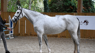Equinia's Cherisa Sport Horse Auction - Online auction on November 25th-27th