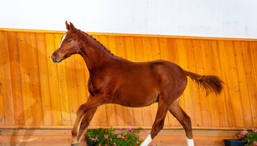 Introducing the Scuderia SA Auction: The future olympians – Embryos and foals