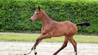 Advertisement; Top Quality horses at De Wolden  Summer Sale
