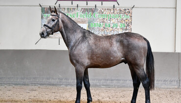 Hippochamp Youngsters Auction offers 23 young horses between 2 and 4 years old