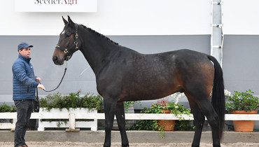 Seeder Agri Auction by Equinia.com: Breeding and Performers Online Auction