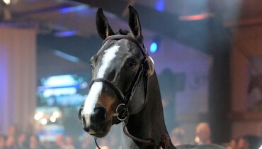 Cornet Obolensky son hits the one million mark at Holger Hetzel’s 18th International Sport Horse Sales