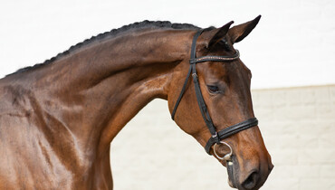 Discover the future of equestrian sports at Paardenveilingonline
