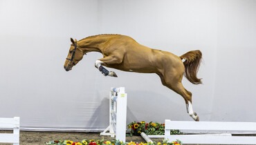 Quality takes precedence in new collection HX Auctions