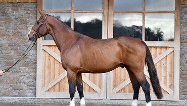 Haras De Semilly proudly presents their first auction, from December 26th to 28th, hosted on Equinia.com!