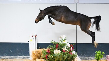 Christmas present worthy quality in December collection of SLF Horse Auctions