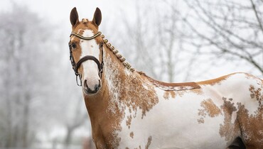 It’s Christmas every month in Dutch Horse Trading