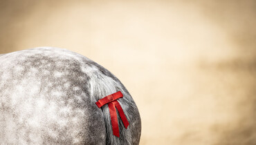 Changes to the FEI rules and regulations for 2024