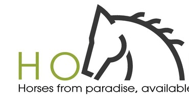 Advertisement; HOPA presents young horses auction - horses  with good performances and three approved stallions in one auction