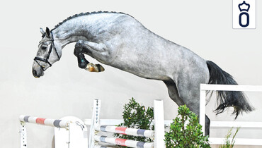 Oldenburg Stallion Licensing 2024: Focus on jumping prospects