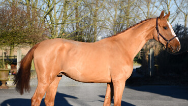 Ecaussinnes Primeurs Auction: February 4-5th on Equinia.com