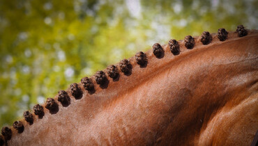 This weekend's CSI3* and 2* Grand Prix winners