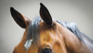 FEI Board pledges CHF 1 million to deliver new Equine Welfare Strategy Action Plan