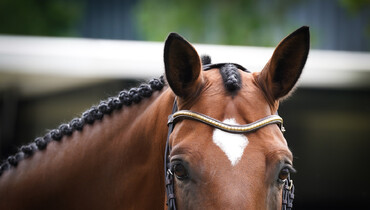 Nordic equestrian federations address the FEI with concerns for horse welfare