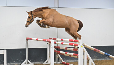 Competitive 7- and 8-year-old jumpers in collection of Dutch Horse Trading