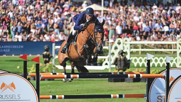 Flanders Embryo Auction on Saturday: One more blast before foals will be born