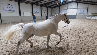 Acquire top quality: Pregnant broodmares and exclusive embryos at Paardenveilingonline.com