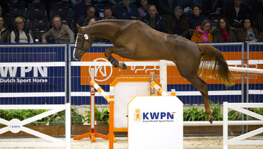 KWPN selected & Zangersheide approved Like Ermitage WS KCX to Waaij Stud & Karel Cox Horses