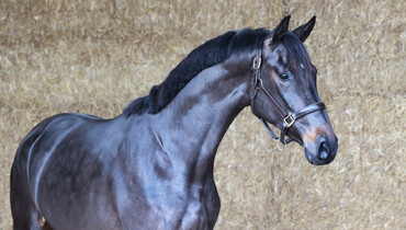 Many experienced jumpers in March collection of Dutch Horse Trading