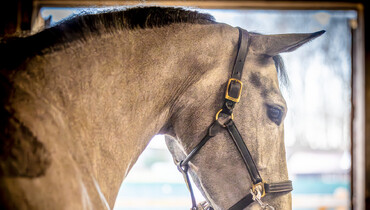 European Equestrian Federation launches survey on horse welfare at home