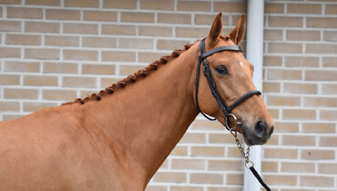 BM Performers Auction - Powered by Equinia.com: March 24-25