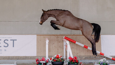 Equest Auction spring collection: From talented 3-year-olds to experienced sport jumpers