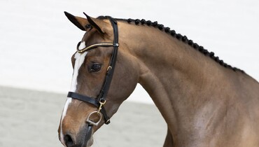 Exceptional collection of young showjumping horses at Paardeveilingonline.com