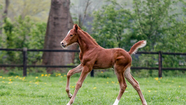 FEI and WBFSH acknowledge proposal to further support sport horse breeders