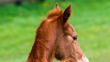 SWB will as of 1 March 2025 no longer allow registration of foals produced with OPU/ICSI